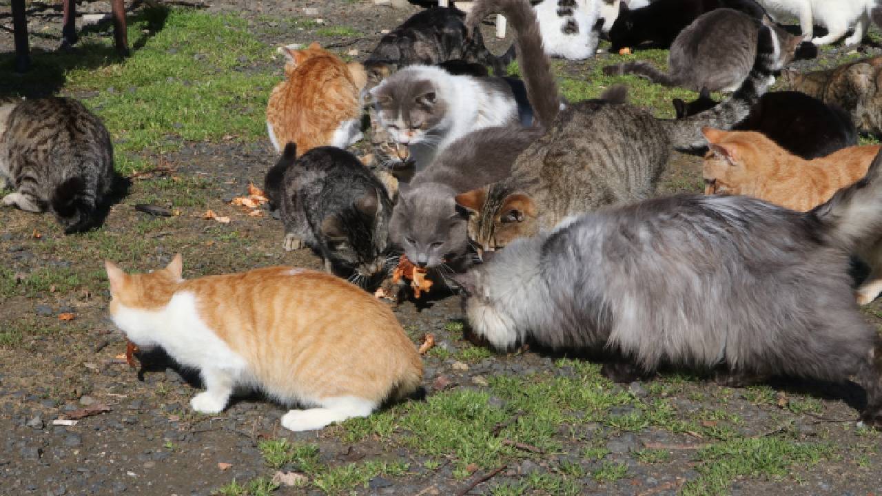 Tekirdağ'da yaşayan Selma Demir, 10 yıldır sokak kedileri için gönüllü besleme ve tedavi faaliyetleri yürütüyor. Yüzlerce kediyi sahiplendiren Demir'in ilham veren hikayesi.